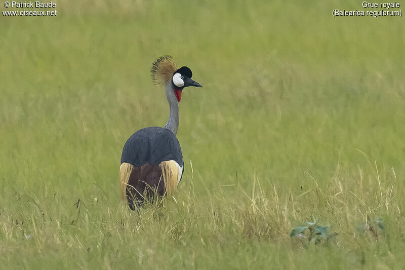 Grey Crowned Craneadult