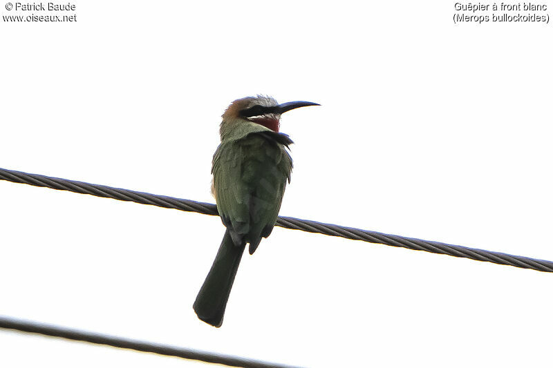 White-fronted Bee-eateradult