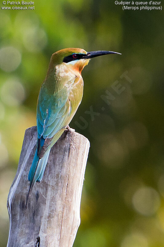 Guêpier à queue d'azuradulte, identification