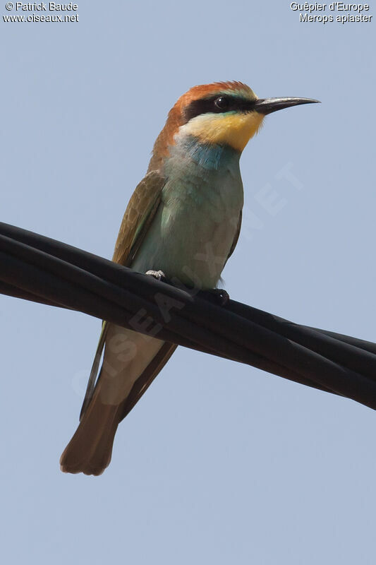 European Bee-eater male, identification