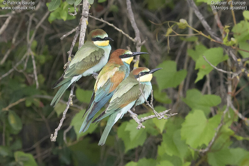 Guêpier d'Europejuvénile, identification