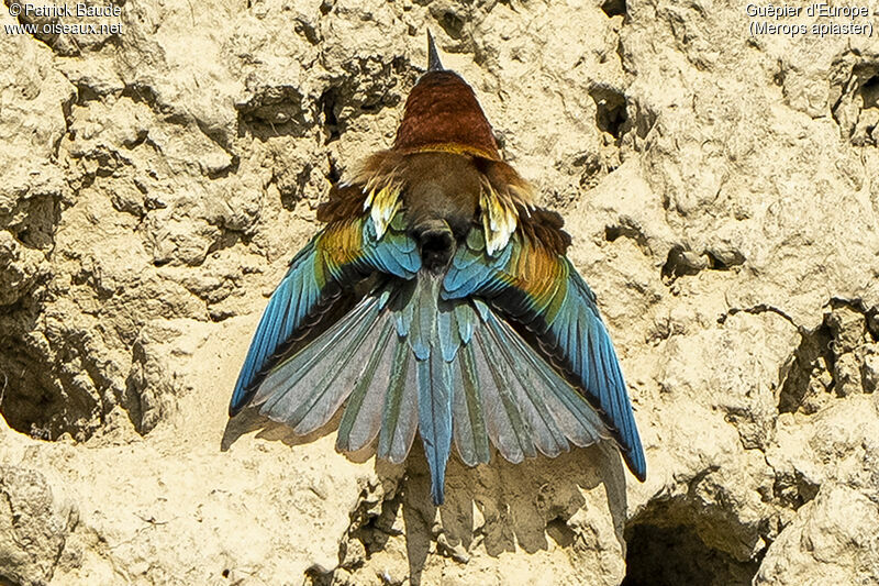 European Bee-eateradult