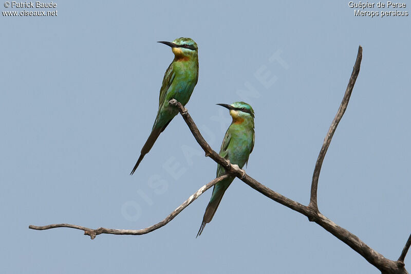 Guêpier de Perseadulte, identification