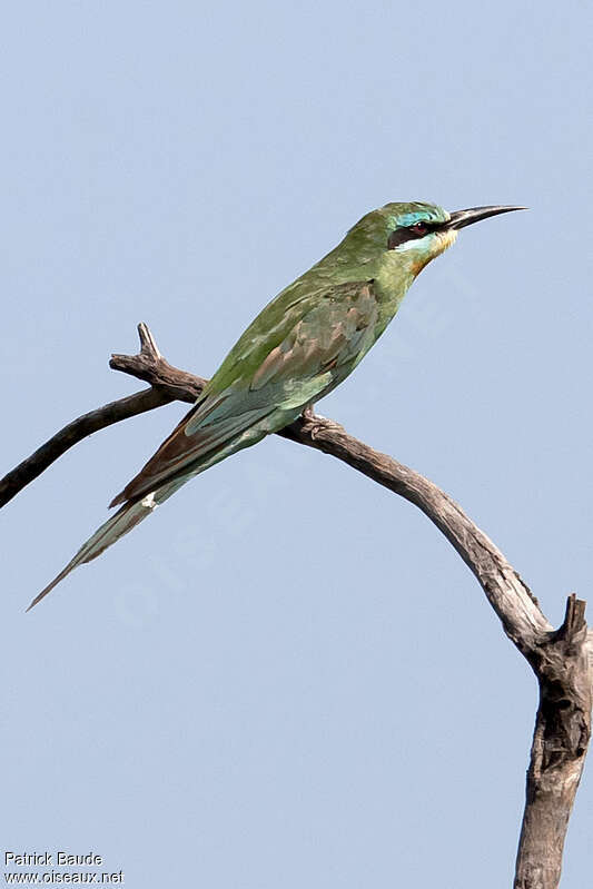 Guêpier de Perseadulte internuptial, identification