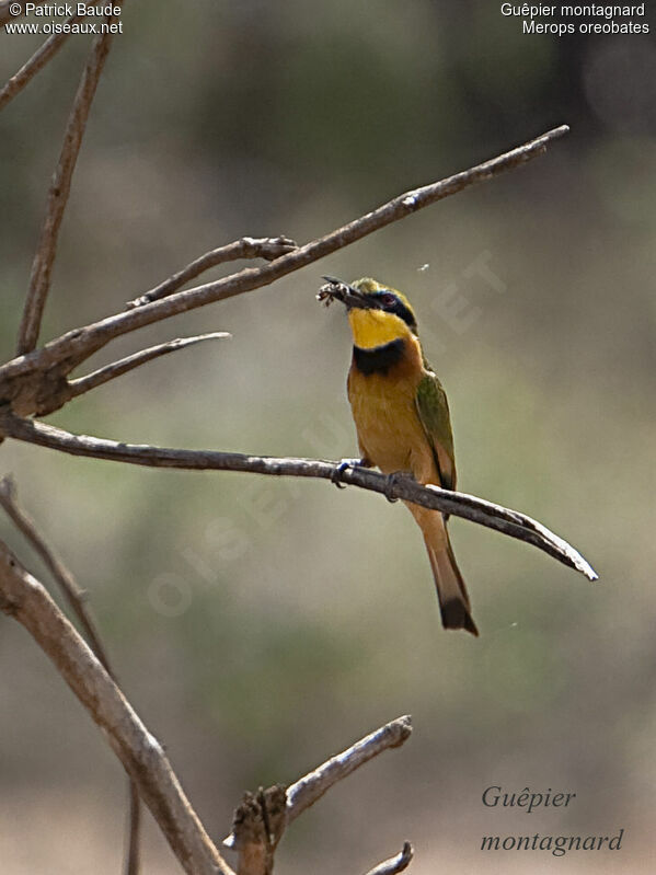 Guêpier montagnardadulte, identification