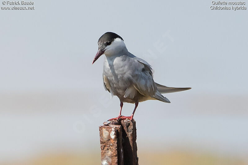 Whiskered Ternadult breeding, identification