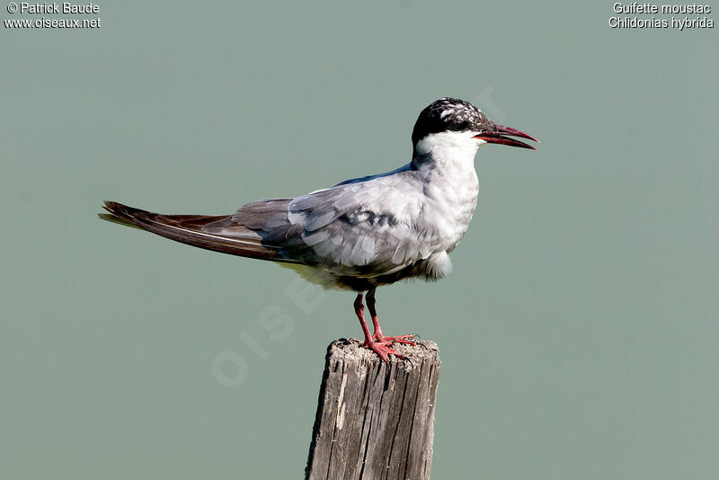 Guifette moustacadulte nuptial, identification