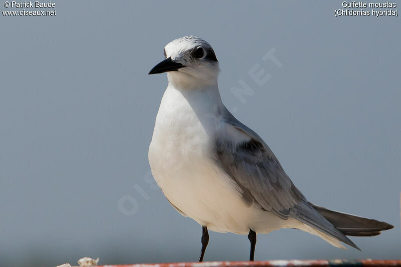 Whiskered Ternadult post breeding, identification