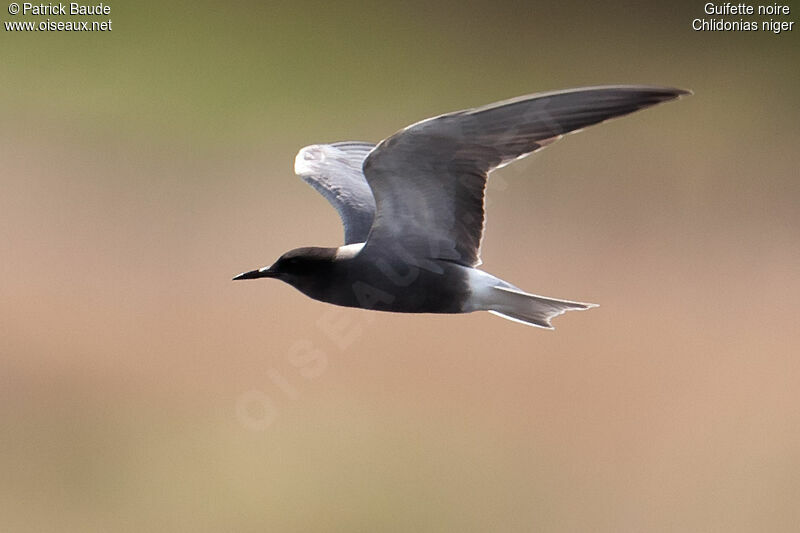 Guifette noireadulte nuptial, identification