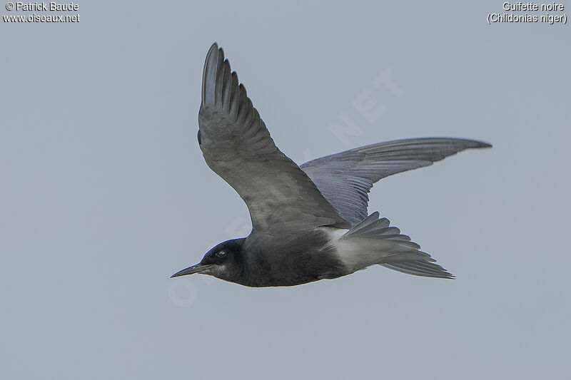 Guifette noireadulte nuptial