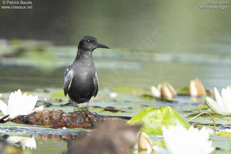 Guifette noireadulte nuptial