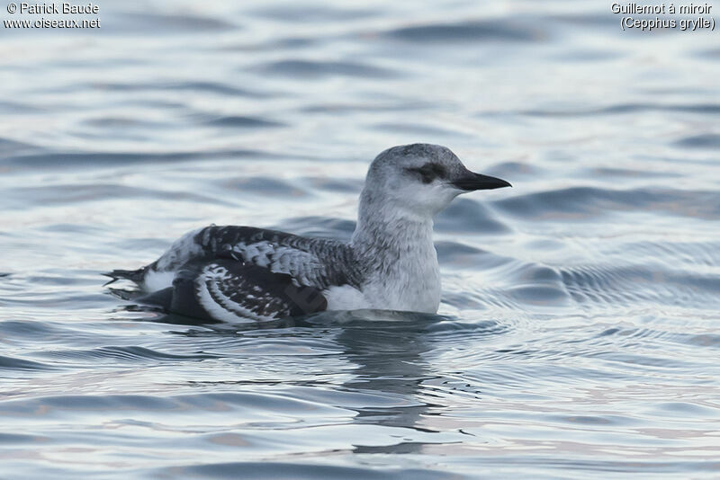 Guillemot à miroirjuvénile, portrait