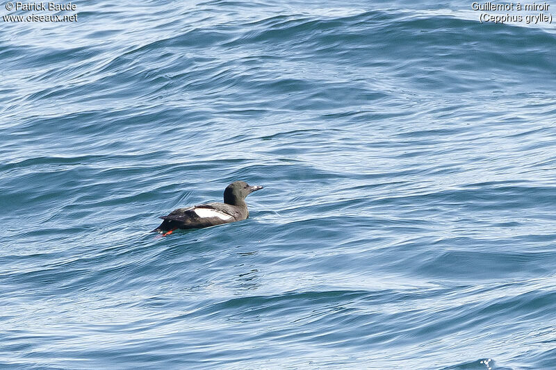 Guillemot à miroiradulte nuptial