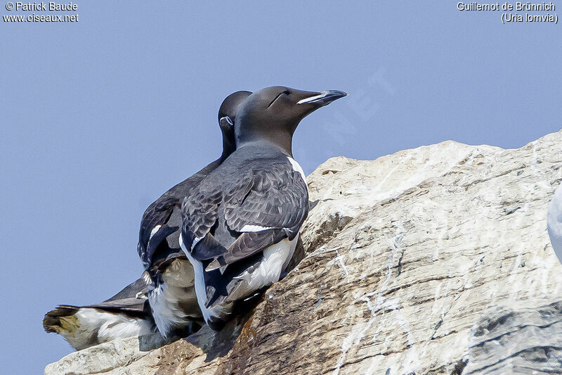 Thick-billed Murreadult