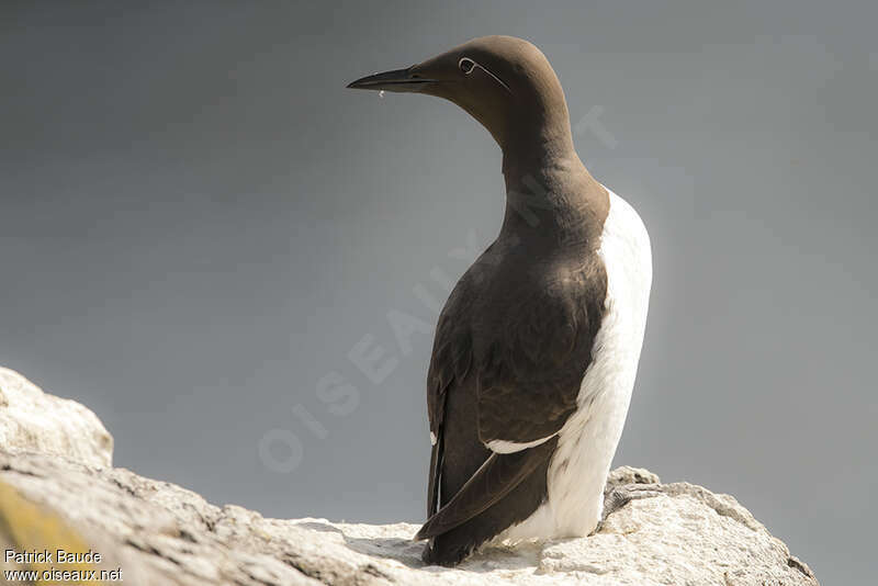 Guillemot de Troïladulte nuptial, identification