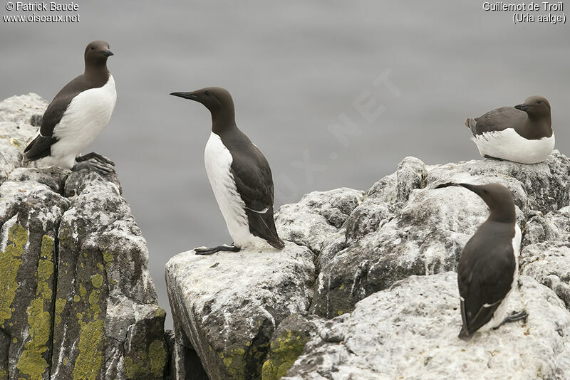 Guillemot de Troïladulte