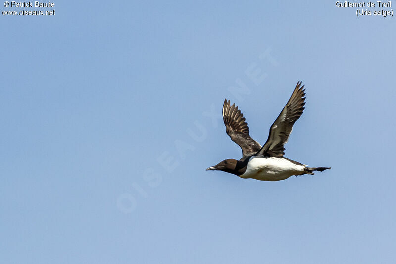 Guillemot de Troïladulte, Vol