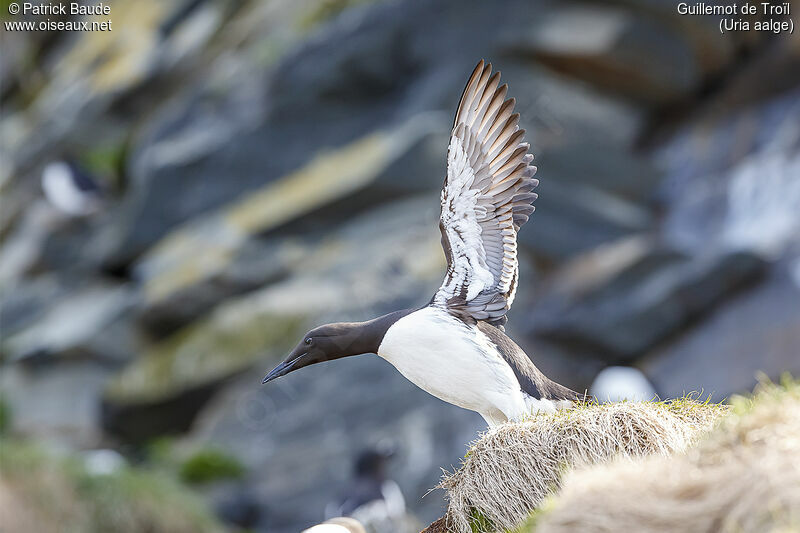 Common Murreadult, Flight