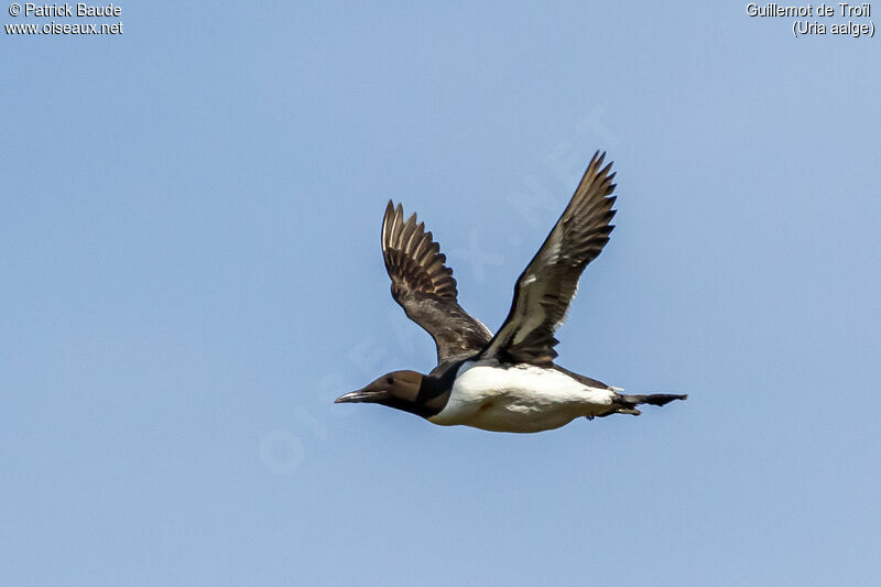 Guillemot de Troïladulte, Vol