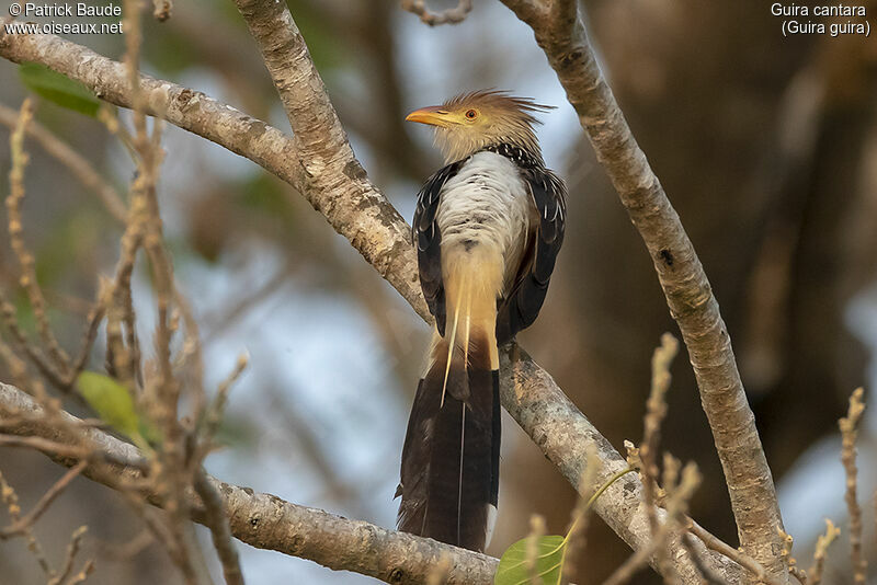 Guira cantaraadulte, identification