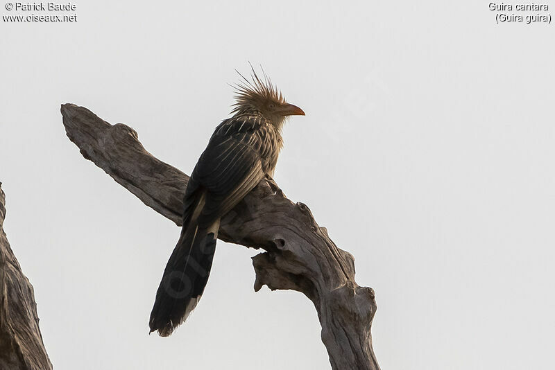 Guira cantaraadulte, identification