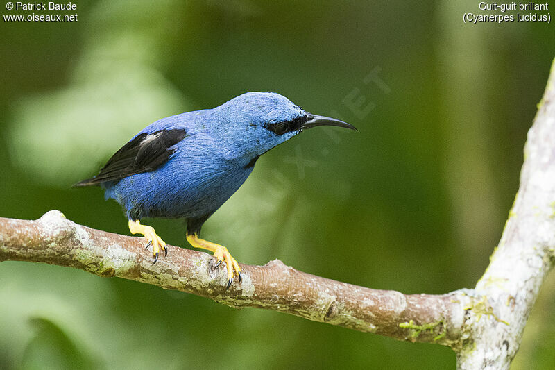 Shining Honeycreeper male adult