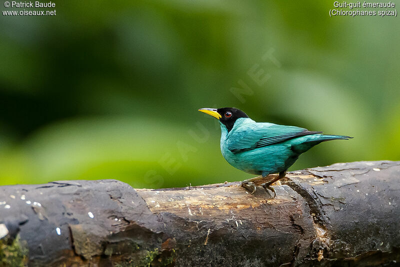 Green Honeycreeper male adult