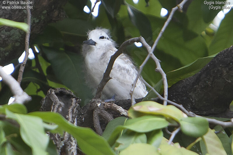 Gygis blanche1ère année, identification