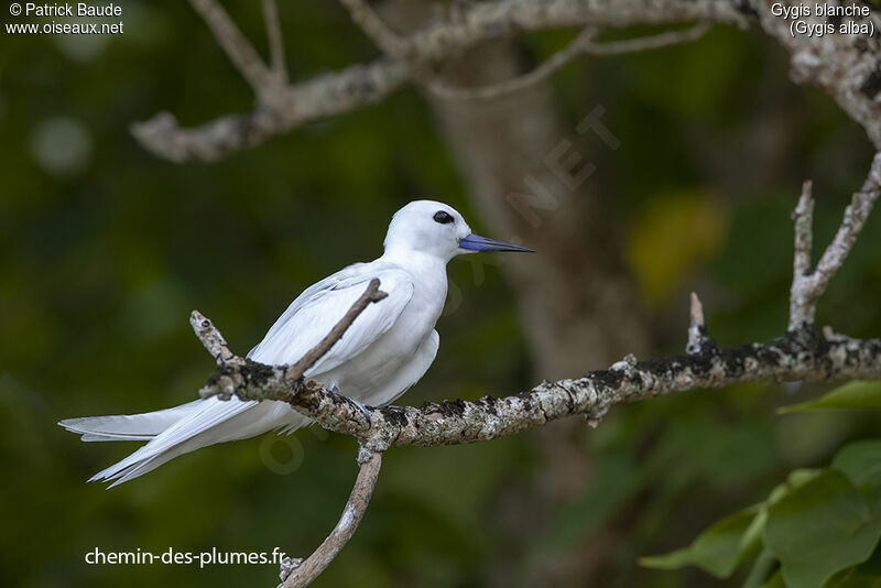 White Tern