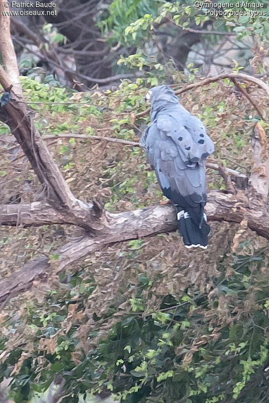 Gymnogène d'Afriqueadulte, identification