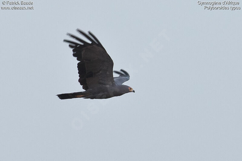 African Harrier-Hawkadult, Flight