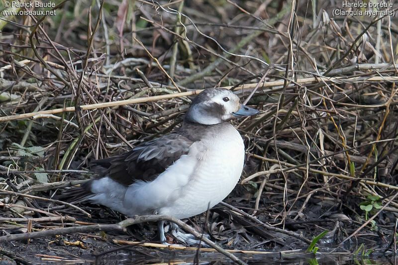 Long-tailed Duck female adult, identification