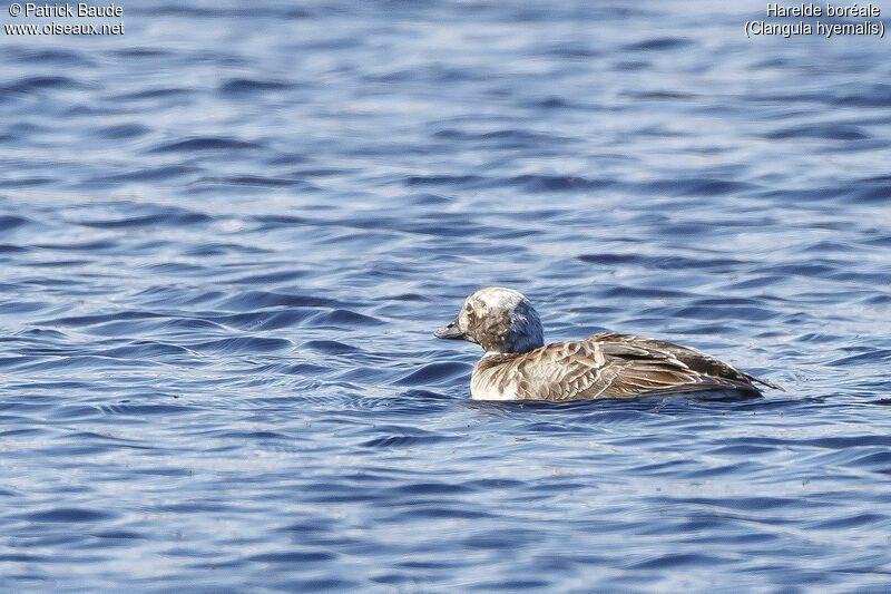 Long-tailed Duckjuvenile