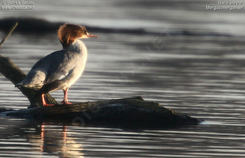 Common Merganser female