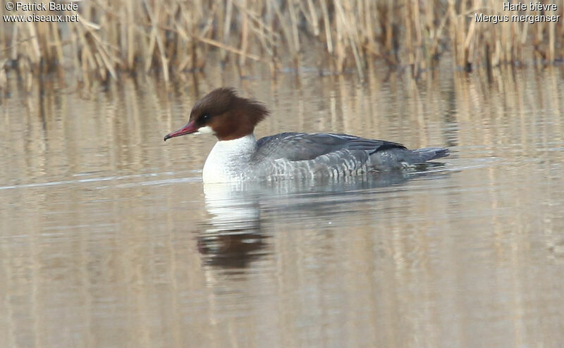 Common Merganser female, identification