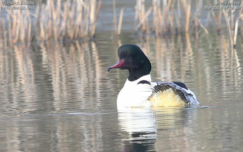 Harle bièvre mâle, identification