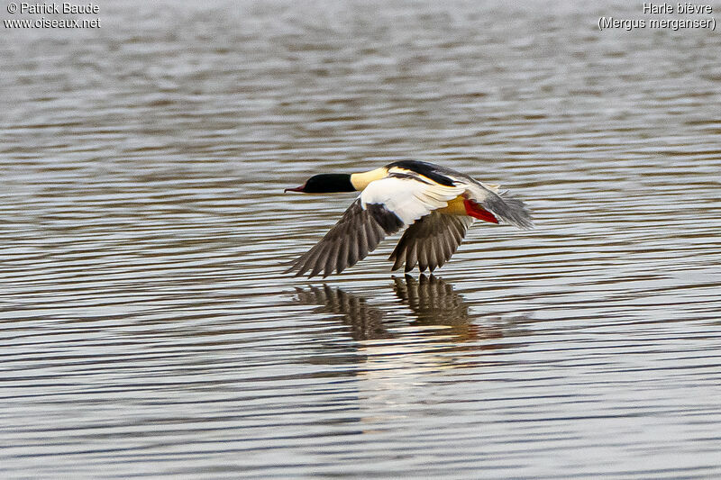 Common Merganser male adult