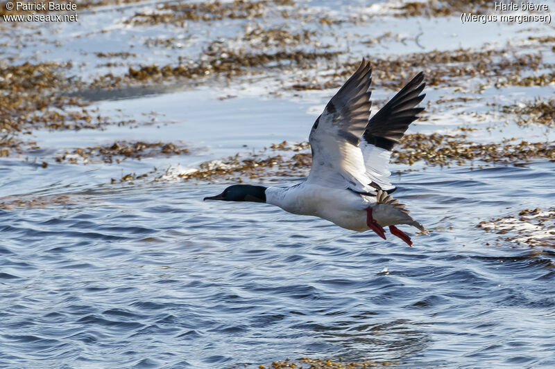 Common Merganseradult breeding, Flight