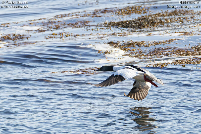 Common Merganseradult breeding, Flight