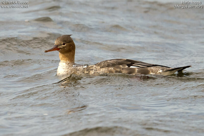 Red-breasted Merganser female adult post breeding, identification