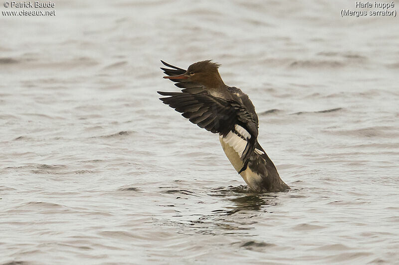 Red-breasted Merganser female adult post breeding, identification