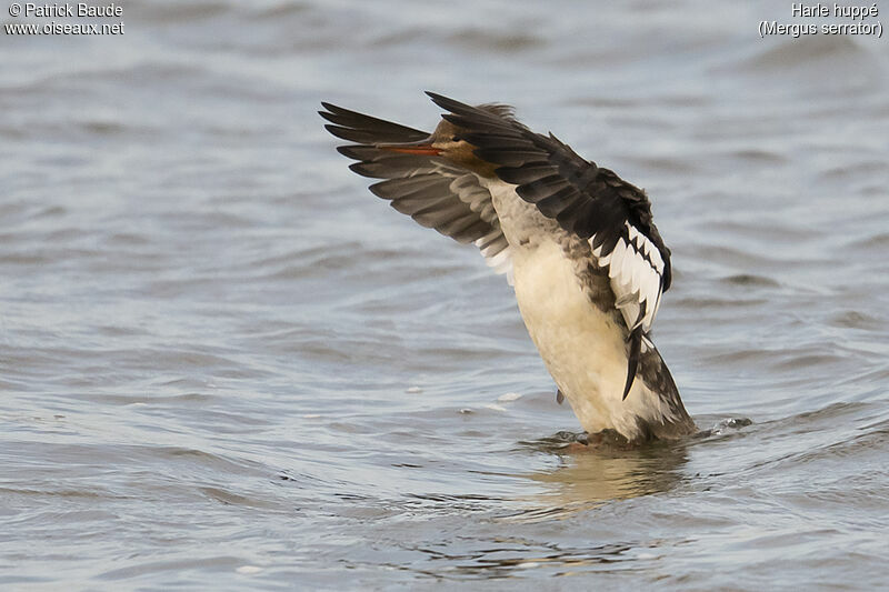 Red-breasted Merganser female adult post breeding, identification