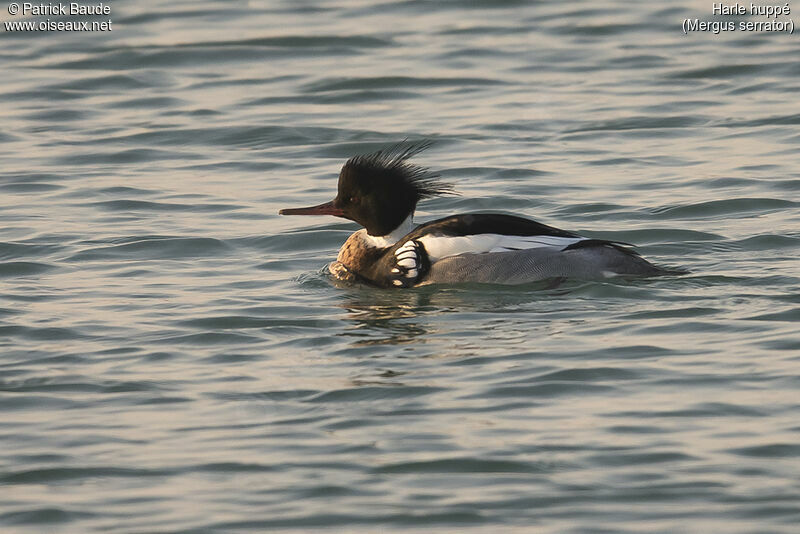 Red-breasted Merganser male adult breeding, identification, close-up portrait