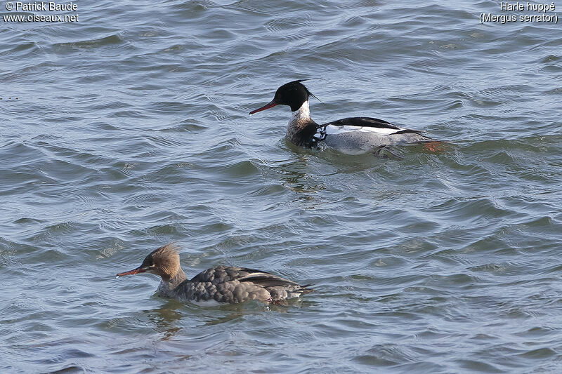 Red-breasted Merganseradult