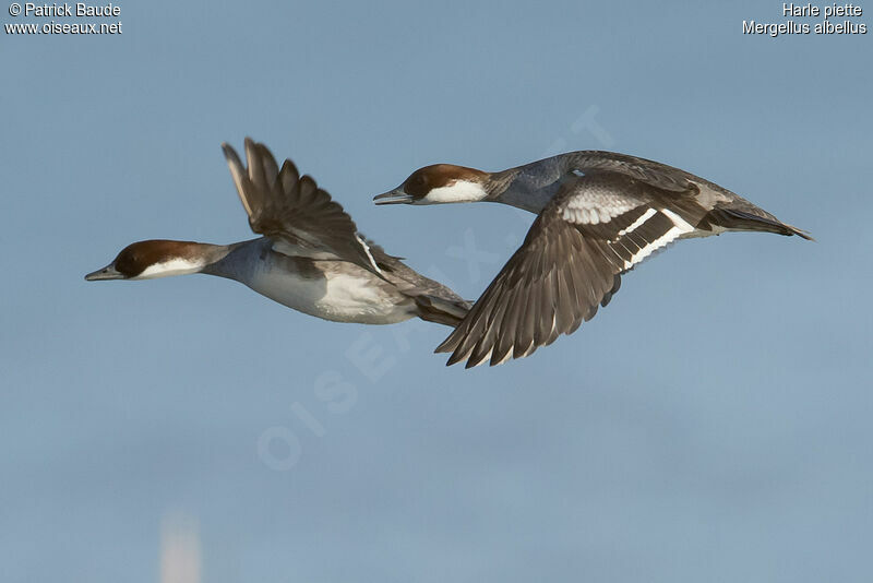 Smew female adult, Flight