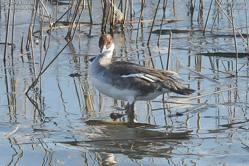 Smew female adult, identification