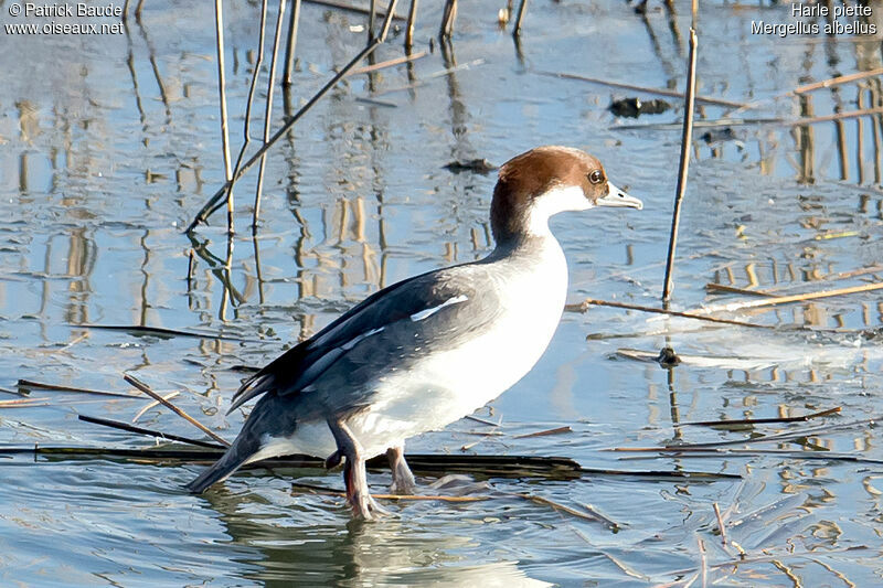 Harle piette femelle adulte, identification