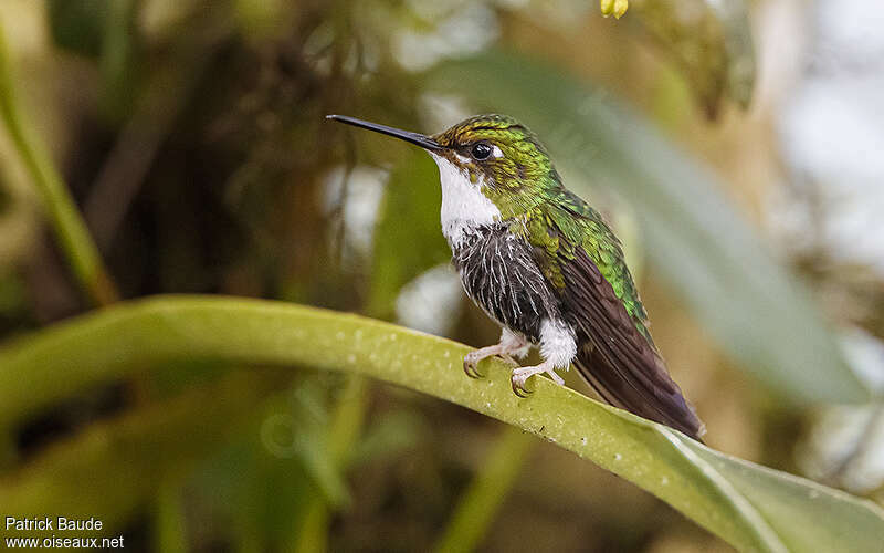 Haut-de-chausses à palettesjuvénile, identification