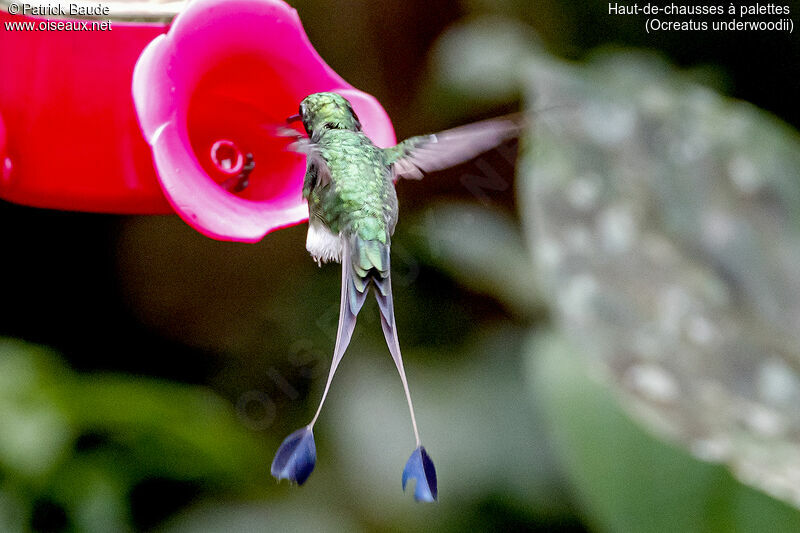 White-booted Racket-tail male adult