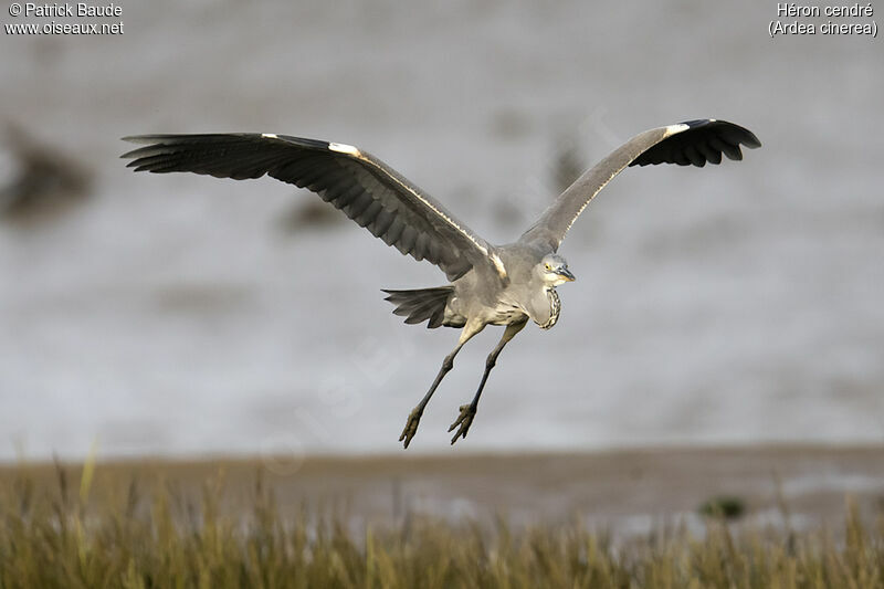 Grey Heronjuvenile, Flight